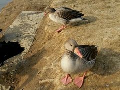 -艾溪湖湿地公园