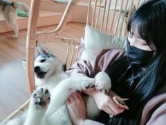 -Husky Go! 哈士奇体验馆·宠物咖啡厅狗咖