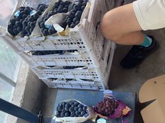 -马陆小张葡萄园农家乐