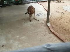 -三亚千古情景区游客中心-接待中心