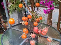 -月亮眼花园餐厅书吧酒吧