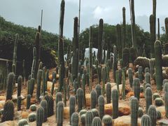 -深圳仙湖植物园