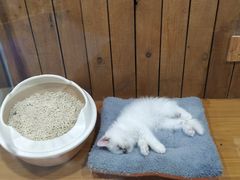 -龟与熊猫宠物公园(南坪店)
