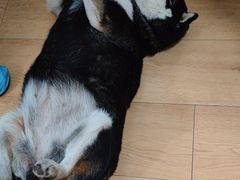 -是阿柴呀！柴犬咖啡·爱喵喵猫咖