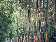 -深圳仙湖植物园