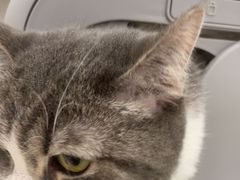 -佳雯宠物医院(四明中路分院)