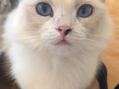 -momokira米努特·德文卷毛猫·棉花面纱犬