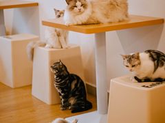 -有喵·猫咖·狗咖·30几只猫10只小狗(岗厦店)