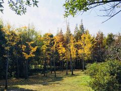 -新江湾城公园