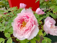 -新元素(三里屯太古里南区)