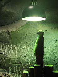 -Zoolung Zoolung动物主题公园(海信广场店)