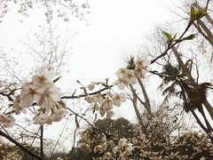 -武汉大学-樱园