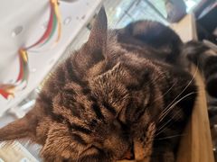 -平行世界·猫咖(首经贸店)