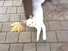 -同济大学四平路校区游泳馆