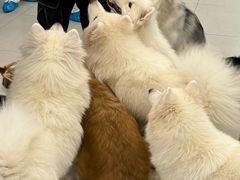 -安格丽娜·狗咖·猫咖羊驼咖(春熙路百盛商场店)