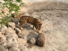 -石家庄市动物园