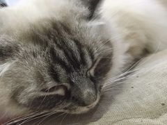 -喵的天空名猫咖啡馆·撸猫·猫舍·用品