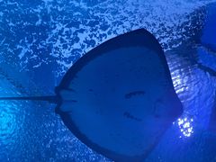 -上海海昌海洋公园