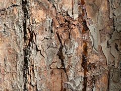 -五营红松林海景区