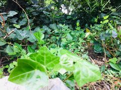 -西湖外事游船(花港观鱼码头)