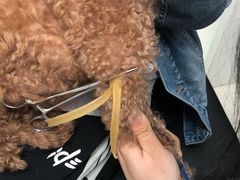 -利又安动物医院··老年病·猫科犬科·中兽医