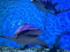 -正佳极地海洋世界