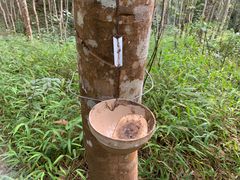 -西双版纳基诺山寨