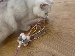 -1013 PET SHOP精品宠物商店(丁香店)