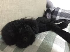 -派多格宠物·购宠(靛厂路店)