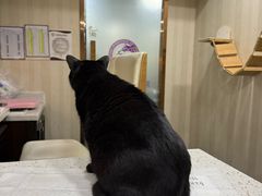 -宠爱国际动物医院·消化内科·心肾内科·ISFM猫友好(望京店)
