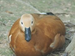 -泉州海丝野生动物世界