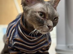-MOCHA明星猫咖(田子坊店)