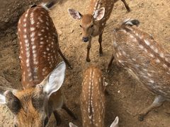 -石家庄市动物园