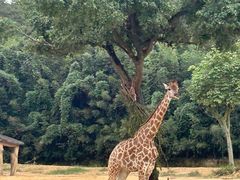 -杭州野生动物世界