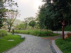 -王借岗森林公园