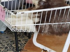 -Let's go狗咖·猫咖·奶狗·桌游(春熙路IFS店)
