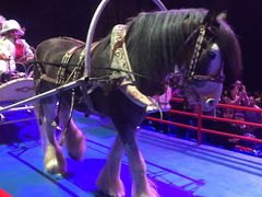 -广州长隆国际大马戏