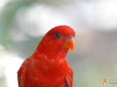 -新加坡飞禽公园