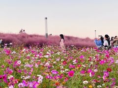 -上海滨江森林公园