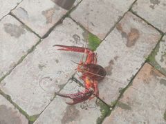 -夏家大锅台炖鱼馆