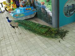 -北京麋鹿生态实验中心