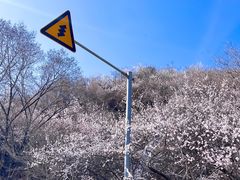 -妙峰山风景名胜区