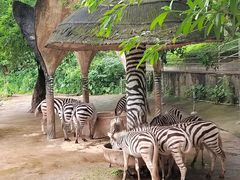 -深圳野生动物园