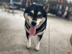 -柴犬高等学院·狗咖·柴犬售卖·宠物训练
