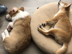 -浣熊柯尔鸭土拨鼠·电玩咖