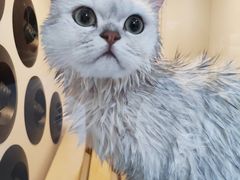 -艾贝尔宠物医院·24H转诊中心·肿瘤猫专科(江宁双龙店)
