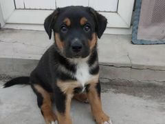 -瑞派·关忠动物医院·异宠专科·犬猫肿瘤·皮肤专科(望京店)