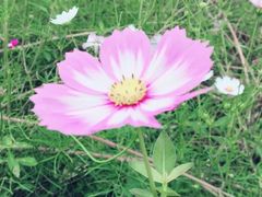 -武汉紫薇都市田园