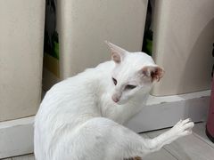 -喵的天空名猫咖啡馆·撸猫·猫舍·用品