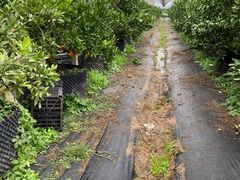 -前小桔亲子创意农场·草莓采摘·露营烧烤